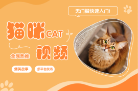 全网热推的猫咪搞笑视频，多平台发布，无门槛快速入门!